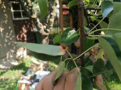 Hrdzavka hru&scaron;kov&aacute;