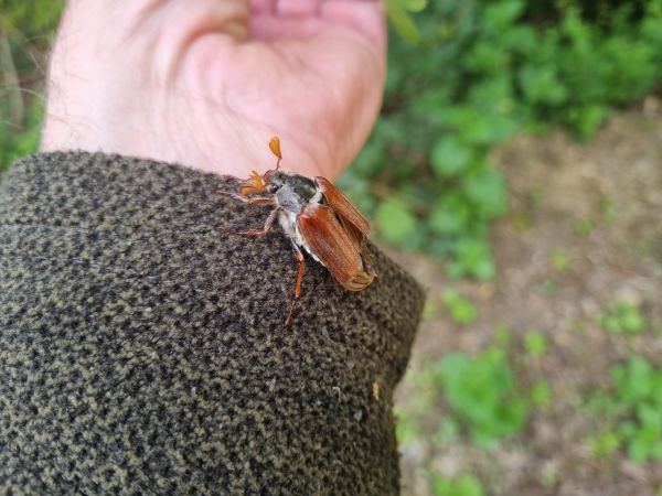 Forest cockchafer