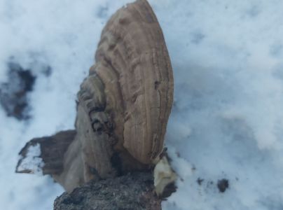 Lesklok&ocirc;rovka ploch&aacute;