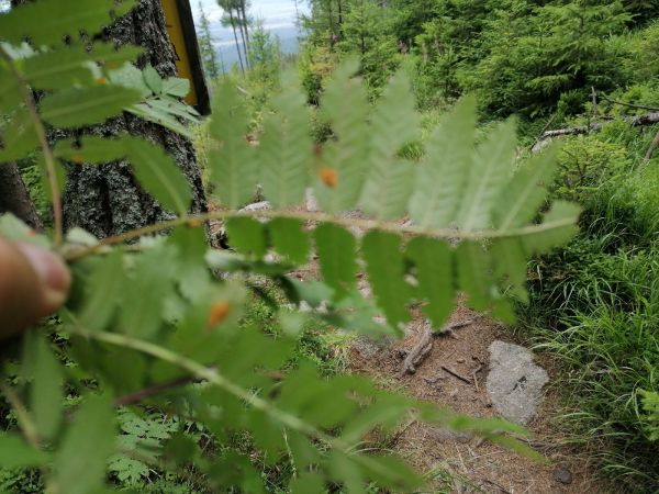 Mountain ash juniper rust