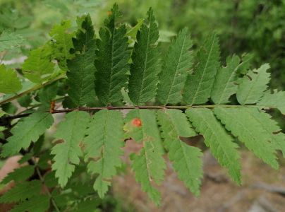 Hrdzavka jarabinov&aacute;