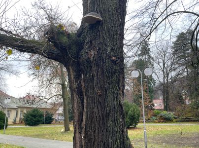 Pr&aacute;chnovec kopytovit&yacute;