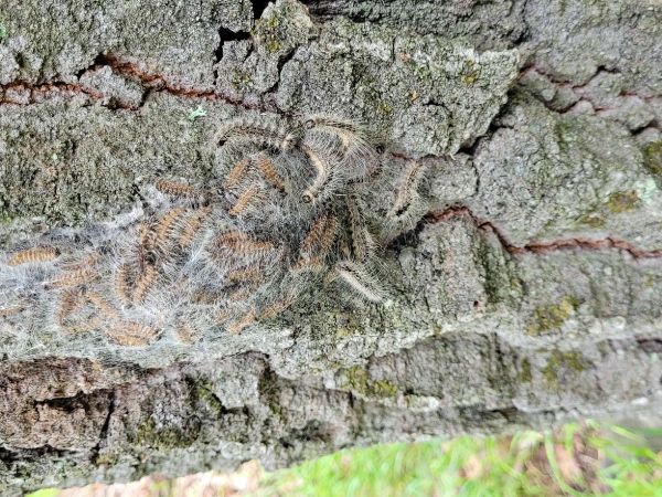 Oak processionary moth