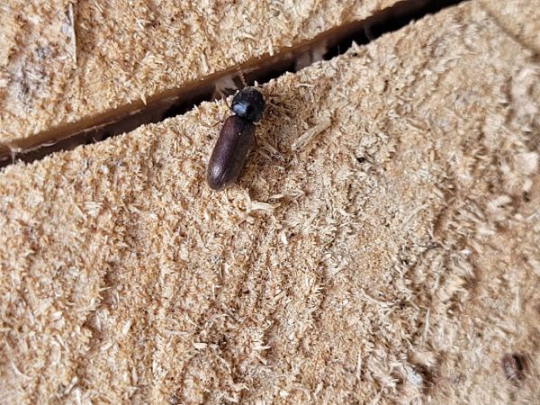 Fan-bearing wood-borer