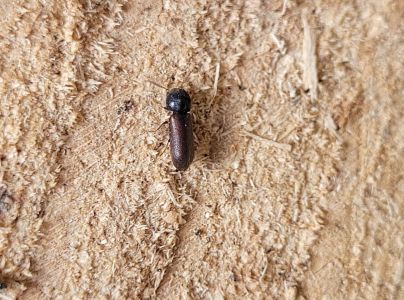 Červotoč obyčajn&yacute;