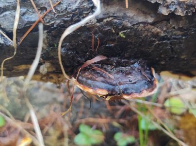 Pr&aacute;chnovček p&aacute;sikav&yacute; 