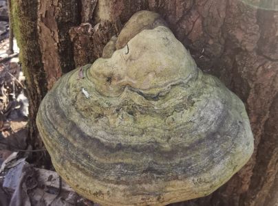 Pr&aacute;chnovec kopytovit&yacute;