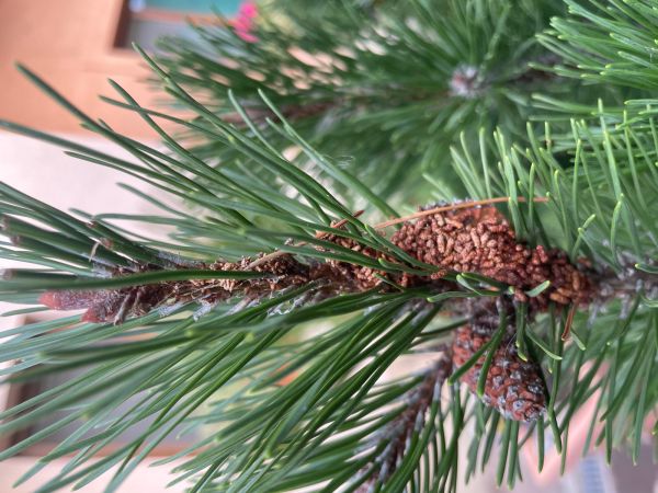 Web-spinning pine-sawfly