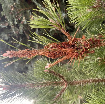 Acantholyda hieroglyphica 