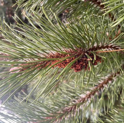 Acantholyda hieroglyphica 