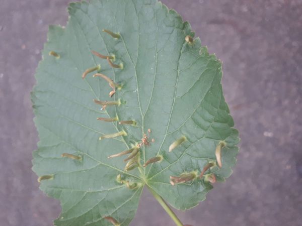 Gall mite Eriophyes tiliae