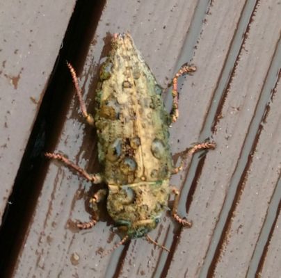 A - nejednoznačne určen&yacute;, nie sme si ist&iacute;