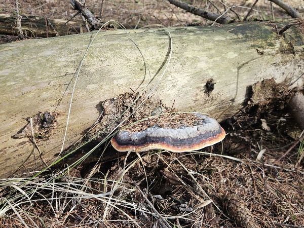 Red banded polypore