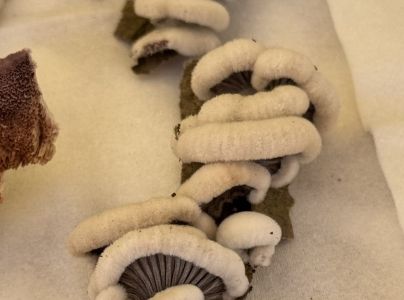 Klanolupeňovka obyčajn&aacute;