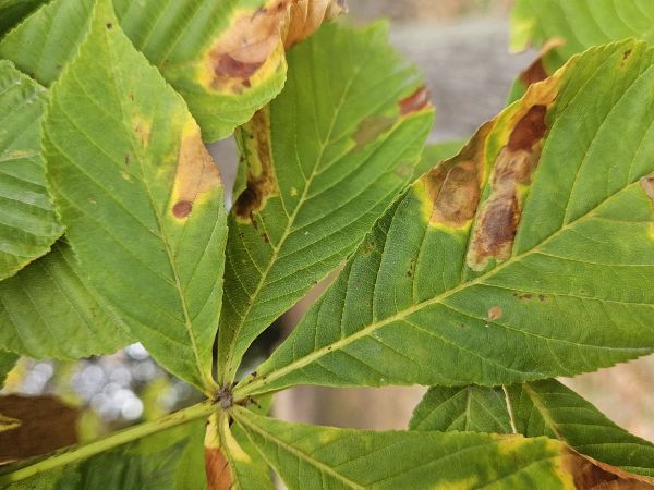 Horse-chestnut leaf blight