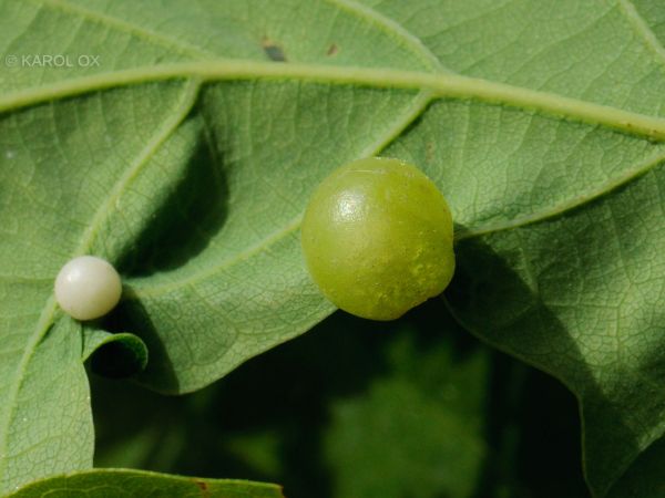 Common spangle gall