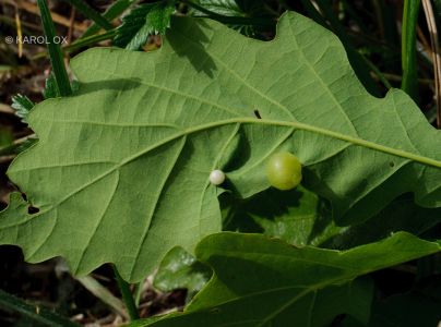Hrčiarka Neuroterus quercusbaccarum