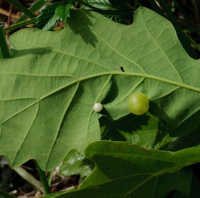 Neuroterus quercusbaccarum