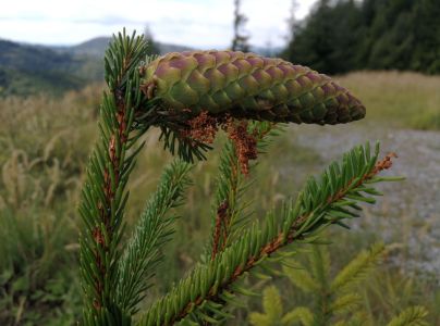 Vijačka smrekov&aacute; 