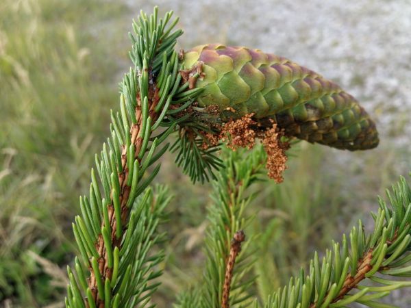 Spruce coneworm