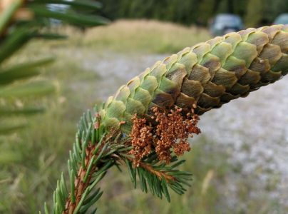 Vijačka smrekov&aacute; 