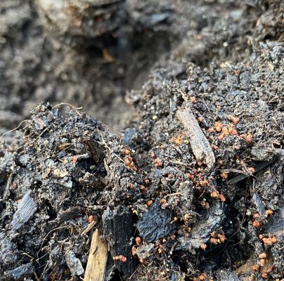 A - nejednoznačne určen&yacute;, nie sme si ist&iacute;