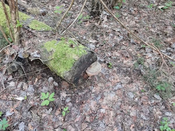 Ganoderma applanatum (= lipsiense)