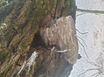 Pr&aacute;chnovec kopytovit&yacute;