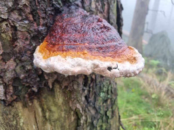 Red banded polypore