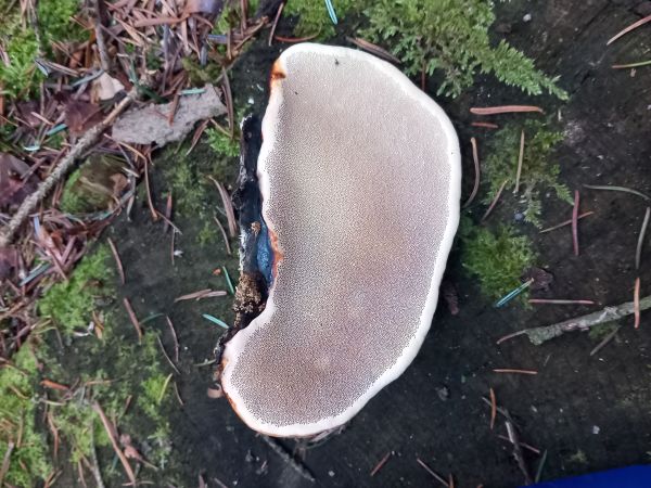 Red banded polypore