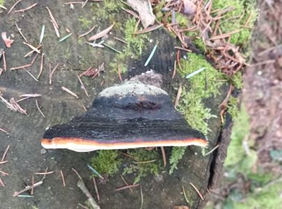 Pr&aacute;chnovček p&aacute;sikav&yacute; 