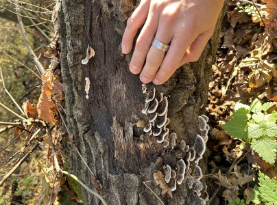 Tr&uacute;dnikovec pestr&yacute;