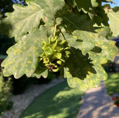 Andricus quercuscalicis