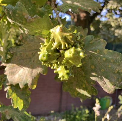 Andricus quercuscalicis