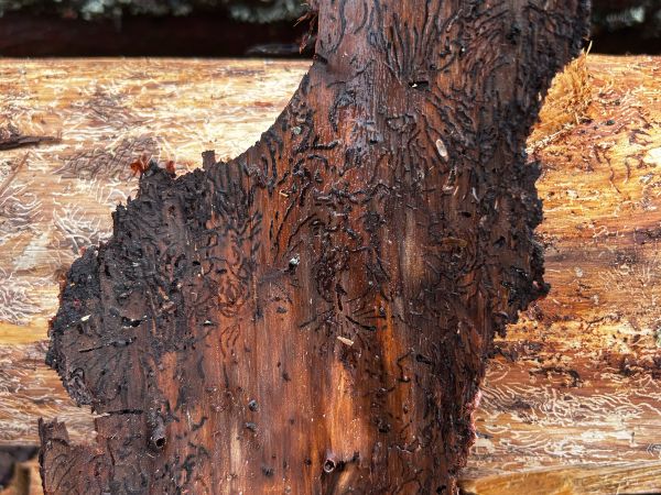 Small spruce bark beetle