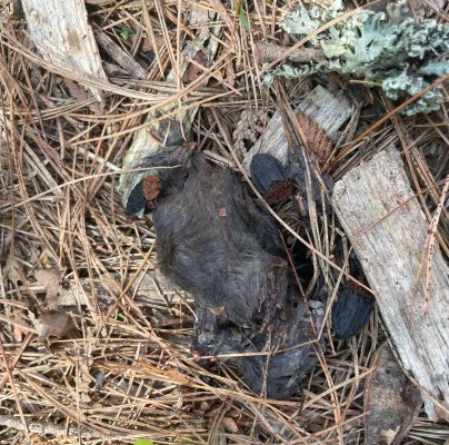 A - nejednoznačne určen&yacute;, nie sme si ist&iacute;