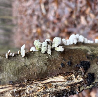 Schizophyllum commune