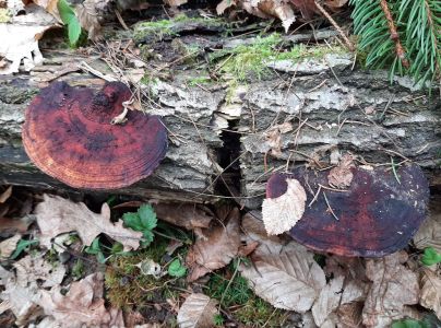 Sieťkovček červenkast&yacute;