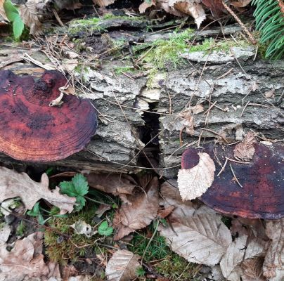 Daedaleopsis confragosa 