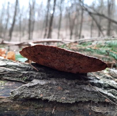 Daedaleopsis confragosa 