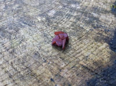 Uchovka bazov&aacute;