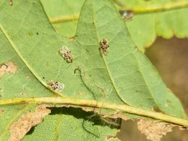 Oak lace bug