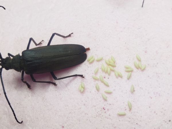 Grain support beetle 