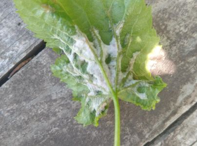 Roztoč Eriophyes nervalis