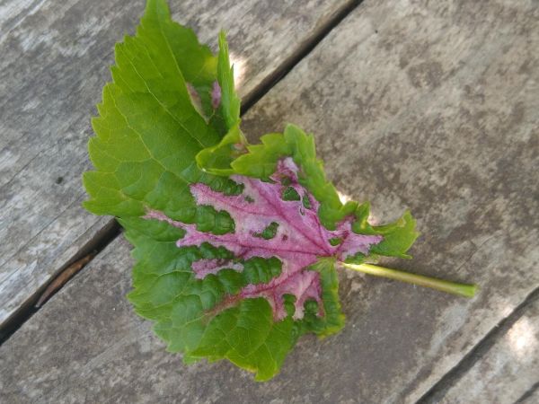 Gall mite Eriophyes nervalis