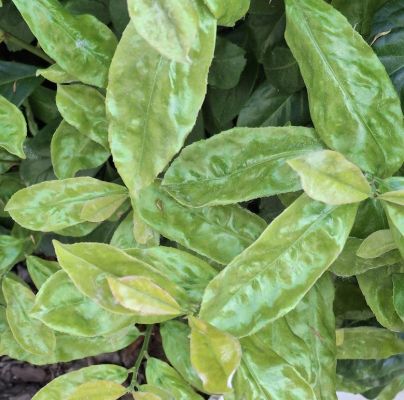 A - nejednoznačne určen&yacute;, nie sme si ist&iacute;