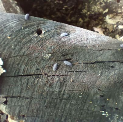 A - nie je v databáze