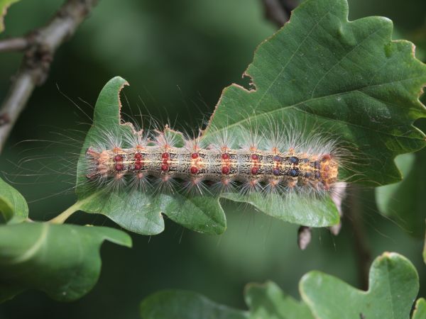 Gypsy moth