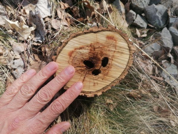 Large poplar longhorned beetle