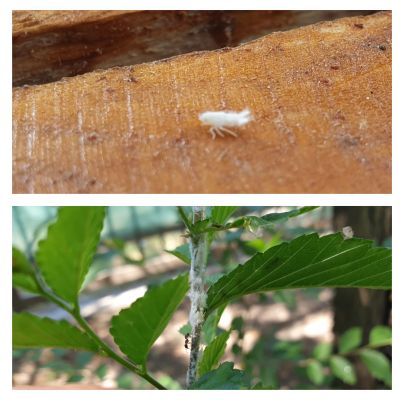 A - nejednoznačne určen&yacute;, nie sme si ist&iacute;